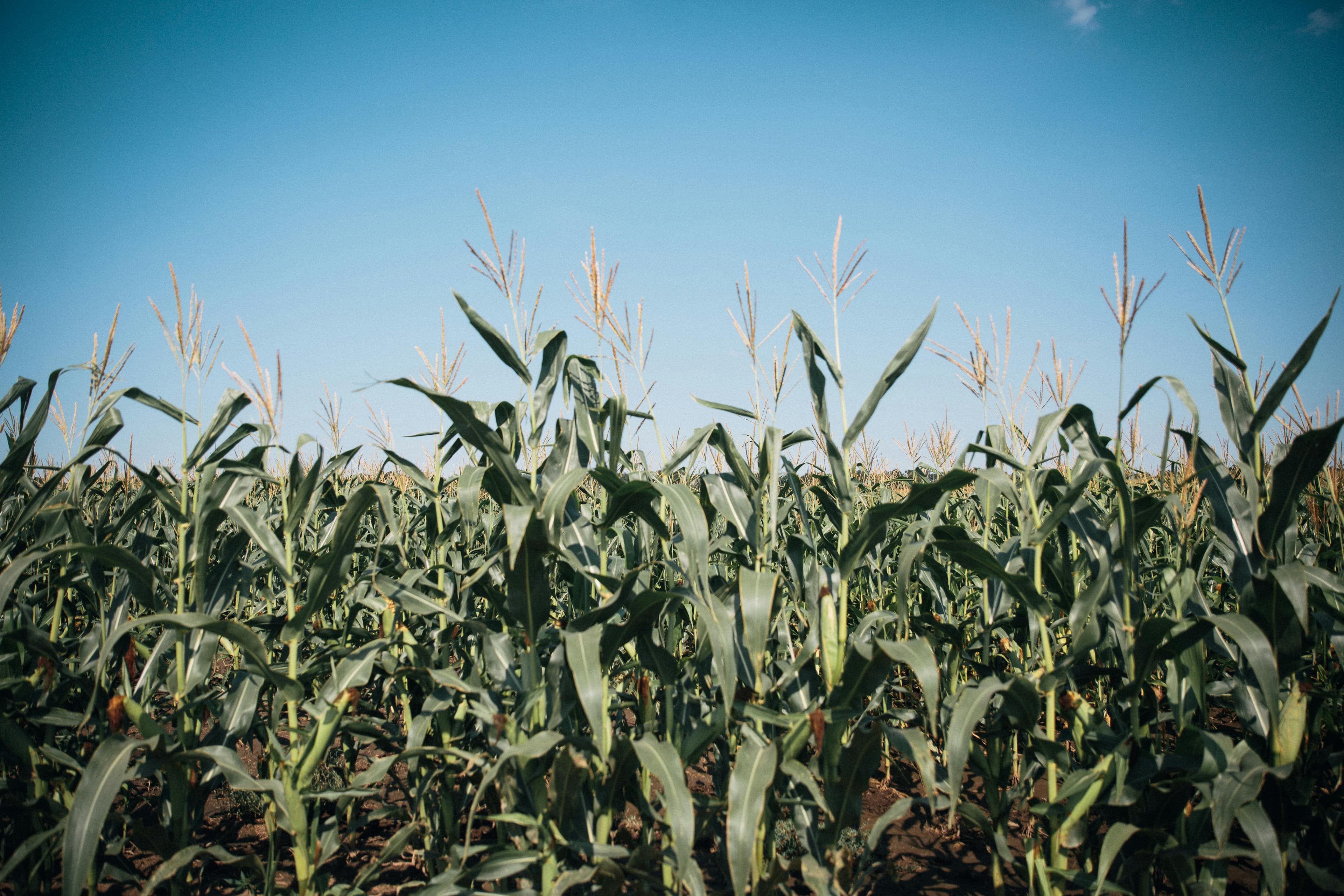 Farming